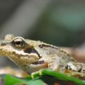 Common Frog