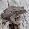 Common Toad