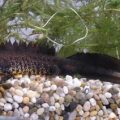 Great Crested Newt