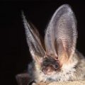 Grey Long Eared Bat