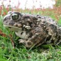 Natterjack Toad