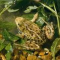 Pool Frog