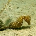 Seahorse
