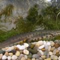 Smooth Newt