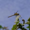 Dragonfly (Common Darter)