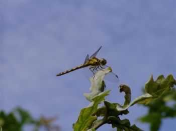 Dragonfly (Common Darter)