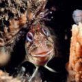 Tompot Blenny