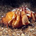 Common Hermit Crab