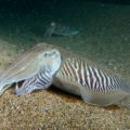 Common Cuttlefish