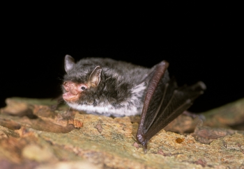Daubenton Bat