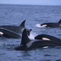 Killer Whale