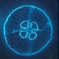 Moon Jellyfish