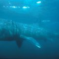 Basking Shark