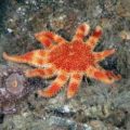 Common Sun-star