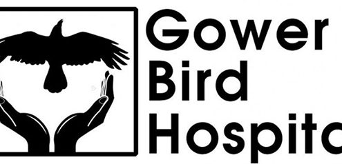 Gower Bird Hospital