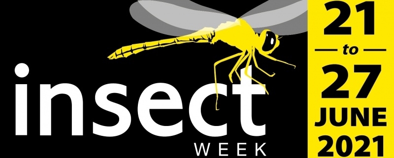 Insect Week 2021