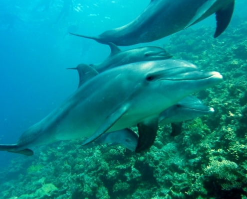 Quiz 7 - Dolphin image